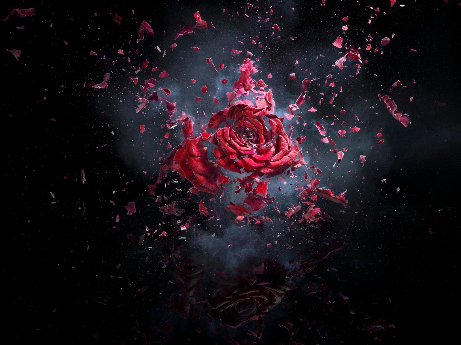 Jonathan-Knowles-Still-Life-Flower-Photography-Roses-Explosion-Shattering-Special-Effects-Advertising-Fine-Art-3